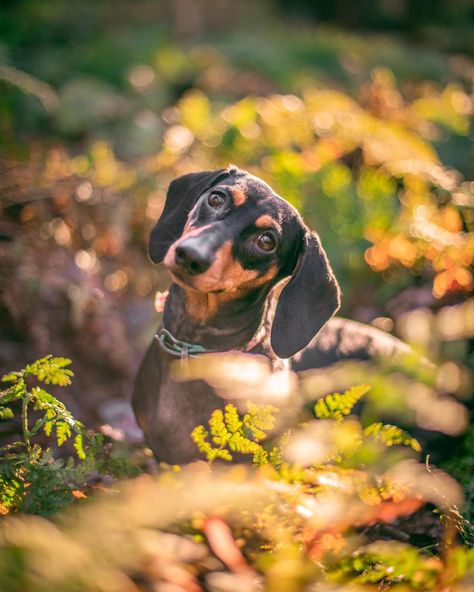 Weiner Dog Photoshoot, Daschund Photoshoot, Dachshund Photoshoot, Cute Fall Picture Ideas, Dachshund Photography, Wilderness Aesthetic, Cute Fall Pictures, Black Palace, Dog Photoshoot Pet Photography