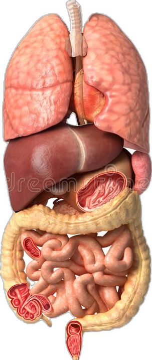 Human Intestines Anatomy, Human Internal Organs Drawing, Organs Falling Out Reference, Organs Of The Body Anatomy, Human Organs Art, Abdomen Organs, Human Body Study, Human Body Science Projects, Human Anatomy Model