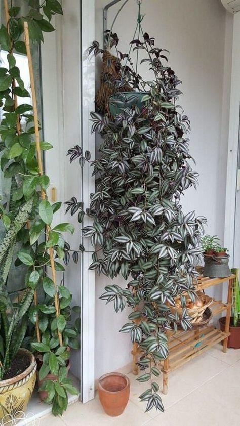 Indoor Vines, Indoor Plant Wall, نباتات منزلية, Hanging Plant Wall, Hanging Plants Indoor, Inside Plants, Plant Decor Indoor, Garden Containers, Plant Aesthetic