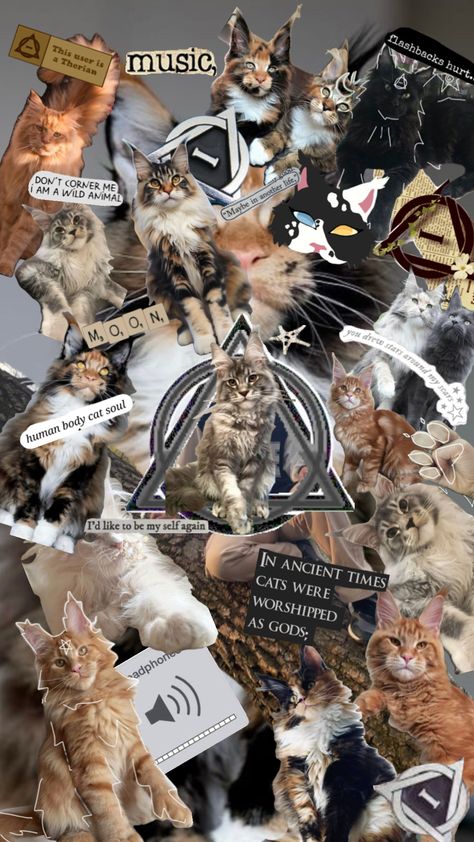 ☆ Maincoon Therian ☆ #maincoon #therian #therianthropy #therianbackground #therianwallpaper (please don’t repost unless asked & approved) Calico Maincoon, Alterhuman Aesthetic, Maincoon Cat Aesthetic, Warrior Cats Phone Wallpaper, Therian Wallpaper Cat, Ainsley Core, Therian Wallpaper Black Cat, Cat Therian Aesthetic Wallpaper, Therian Art Cat