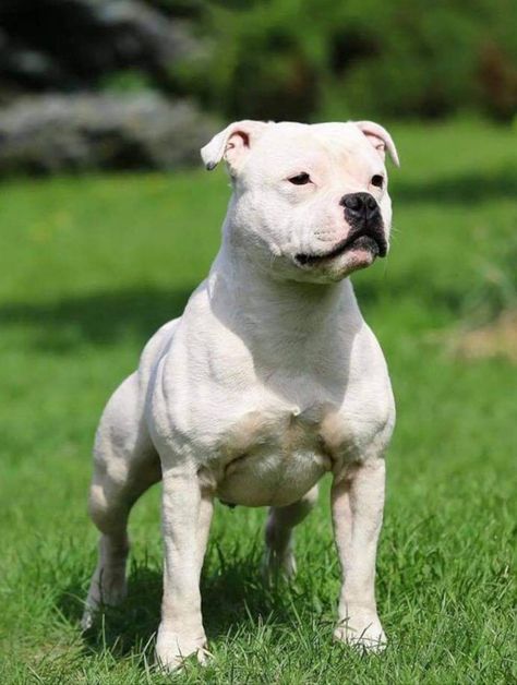 English Staffordshire Bull Terrier, American Stafford, Staffy Dog, Staffordshire Terriers, Bully Breeds Dogs, Pitt Bull, Terrier Breeds, Bull Dogs, American Staffordshire Terrier