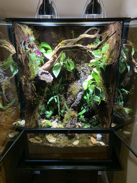 Lighting a tall Vivarium | Dendroboard Vivarium Crested Gecko, Dumpy Tree Frog Terrarium, Vivarium Hardscape, Whites Tree Frog Enclosure, Vertical Vivarium, Bioactive Crested Gecko Tank, White Tree Frog Enclosure, Whites Tree Frog Terrarium, Crested Gecko Terrarium Ideas