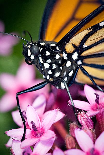 2009-10290.dng | Flickr - Photo Sharing! Monarch Butterfly Close Up, Butterfly Close Up, Macro Texture, National Museum Of Natural History, Giant Butterfly, Butterfly Pavilion, Art Butterflies, Animal Butterfly, Photography Assignments