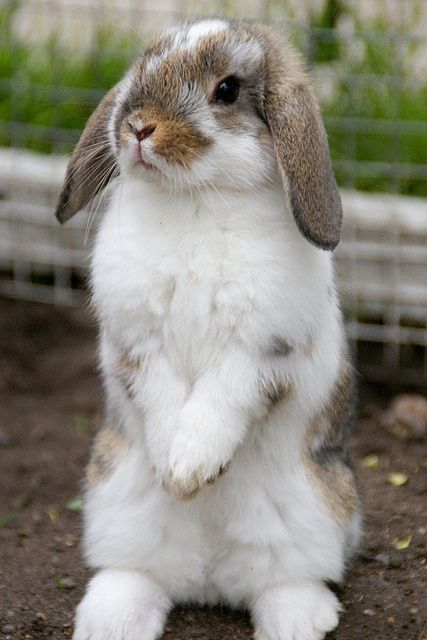 Oh it looks just like my little Cinnabun,   whom I lost last year.  Sweetest little baby! Regnul Animal, Mini Lop, Cute Bunny Pictures, Pet Bunny, Bunny Pictures, Funny Bunnies, Baby Bunnies, Hamsters