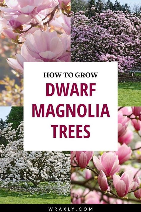 Front Yard Landscaping Magnolia Tree, Ann Magnolia Tree, Little Gem Magnolia Tree Landscaping, Magnolia Tree Front Yard, Magnolia Tree Care, Magnolia Tree Types, Magnolia Tree Landscaping, Little Gem Magnolia Tree, Japanese Magnolia Tree