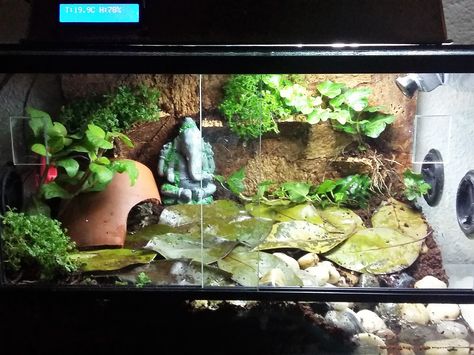 Pac Man Frog Terrarium, Toad Enclosure, Toad Terrarium, Frog Enclosure, Reptile Tanks, Crab Tank, Hermit Crab Tank, Frog Habitat, Terrarium Tank