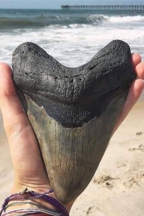 Megalodon Shark, Megalodon Tooth, Extinct Animals, Unusual Things, Dinosaur Fossils, 웃긴 사진, White Sharks, Great White Shark, Ocean Lover