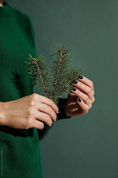 Pine Tree Branch, Yalda Night, Winter Green, Minimal Christmas, Holiday Photography, Consumer Insights, Jewelry Photoshoot, Winter Photo, Jewelry Tree