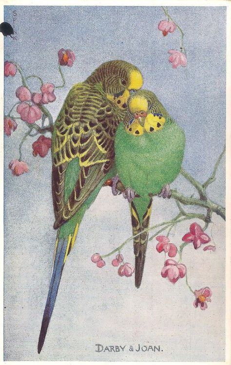 Parakeet Art, Slaap Lekker, Vintage Printable, Vintage Valentine, Bird Pictures, Bird Drawings, Bird Illustration, Watercolor Bird, Vintage Birds