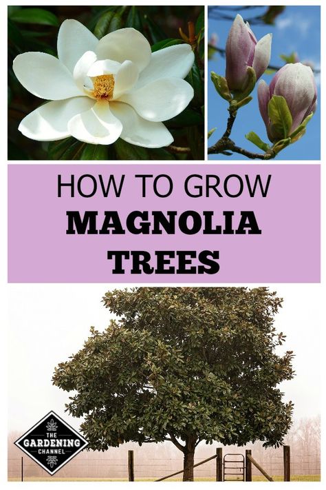 white magnolia bloom tulip magnolia blooms large magnolia tree with text overlay how to grow magnolia trees Magnolia Tree Landscaping, Little Gem Magnolia Tree, White Magnolia Tree, Southern Magnolia Tree, Gardening Guide, Landscaping Trees, Southern Magnolia, Magnolia Tree, Small Shrubs