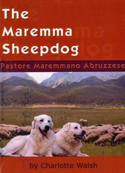 Our life with the Maremma Sheepdog – grandedaze.com Maremma Sheepdog Puppy, Maremma Dog, Maremma Sheepdog, Pyrenean Mountain Dog, Good Citizen, We Are The Champions, Lucky Luke, Police Dogs, Mountain Dog