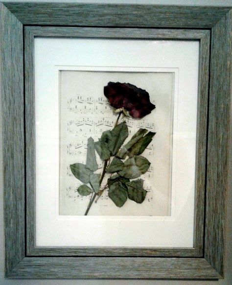 Guys, I did it again. This is a part thrifted, part DIY project. I bought this Marshall's frame (still in the packaging) at a thrift store. I had dried out some roses from Valentine's Day, and had some yellowed sheet music lying around. Et Voila! A beautiful decoration for any home. #rustic #shabbychic #DIY Dried Roses In Frame, Pressed Rose Art, Dried Rose Decoration, Dried Roses Ideas Diy, Pressed Roses Framed, Dried Roses Ideas, Framed Roses, Flower Wall Decor Diy, Pressed Roses