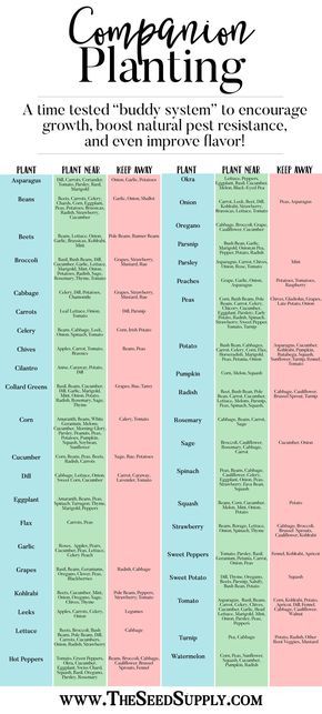 Gardening Therapy, Garden 101, Planting Chart, Growing Calendar, Garden Tricks, Companion Planting Chart, Vege Garden, Companion Planting Vegetables, Companion Gardening