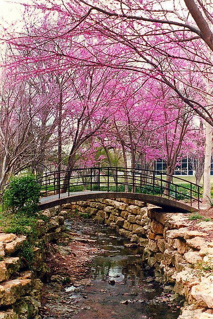 Ft. Worth Botanical Gardens......This is just an absolutely gorgeous public garden. Takes several days to see it all! Scenery Photos, Scenic Photos, Ft Worth, Outdoor Photoshoot, Public Garden, To Infinity And Beyond, A Bridge, Back To Nature, Pretty Places