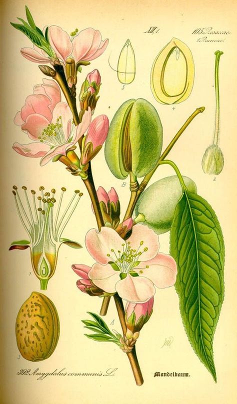 Flowers Photography Beautiful, Plants Landscape, Almond Tree, Mint Plants, Botanical Plants, Antique Botanical Print, Flower Tattoo Sleeve, Illustration Botanique, Astrology Art