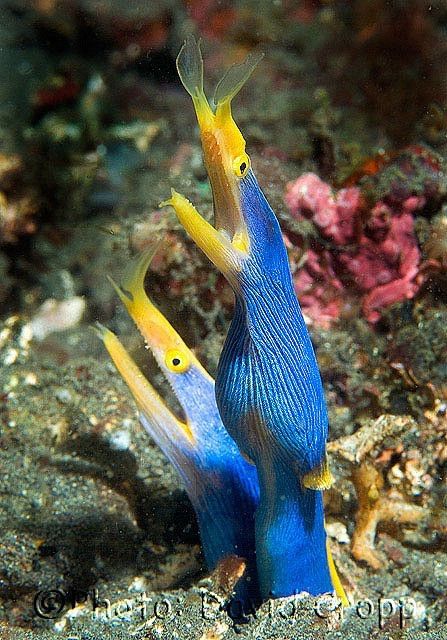 Sea Jewels Ribbon Eel, Moray Eel, Fauna Marina, Beneath The Sea, Yellow Fish, Salt Water Fish, Deep Sea Creatures, Ocean Floor, Beautiful Sea Creatures