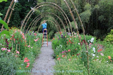 Sweet Pea Splendor | Blithewold Peas Trellis, Sweet Pea Trellis, Raised Beds Garden, Pea Trellis, Flower Garden Plans, Prince Of Orange, Pump House, Garden Plan, Metal Arch