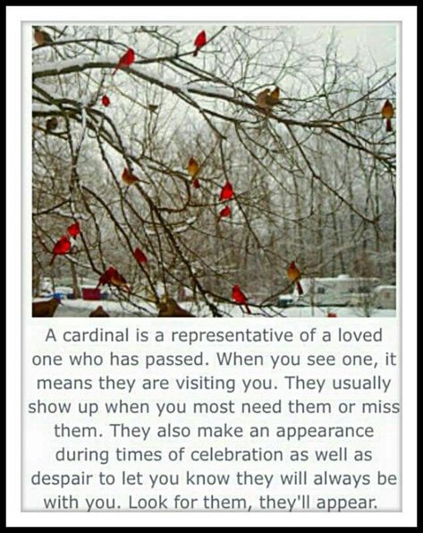 Birds Red Cardinal Meaning, Cardinal Birds Meaning, Birds Meaning, Cardinal Quotes, Cardinal Meaning, Bird Meaning, Loved One In Heaven, Bird Quotes, Animal Spirit Guides