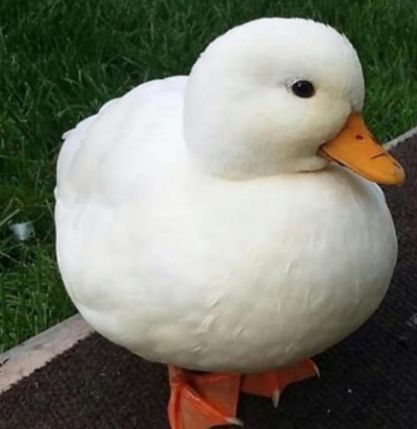 White Duck, I Hope, Internet, Memes, Funny, Green