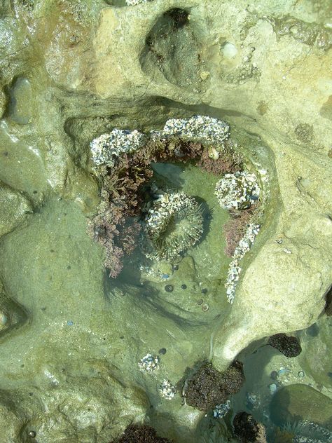 Tide Pools, Beach Photo, Green Juice, Nature Aesthetic, Laguna Beach, Green Aesthetic, Divine Feminine, Mother Earth, Family Tree