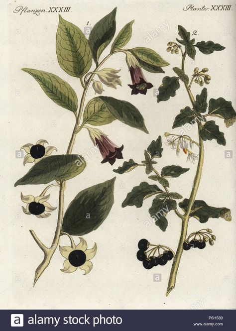 Download this stock image: Deadly nightshade, Atropa belladonna, and black nightshade, Solanum nigrum (Solanum hortense). Handcoloured copperplate engraving from Friedrich Johann Bertuch's Bilderbuch fur Kinder (Picture Book for Children), Weimar, 1795. - P6H589 from Alamy's library of millions of high resolution stock photos, illustrations and vectors. Nightshade Flower, Black Nightshade, Deadly Nightshade, Poisonous Plants, Illustration Botanique, Nature Drawing, Children's Picture Books, Botanical Drawings, Botanical Illustration