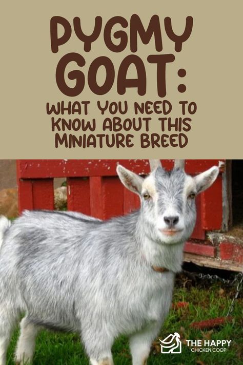 Meat Goat Farming, Breeds Of Goats, Pigmy Goats Full Grown, American Pygmy Goat, Goat Breeds Chart, Pygmy Goat Pen Ideas, Pygmy Goat Pen, Goats Homestead, Pygmy Goat Care