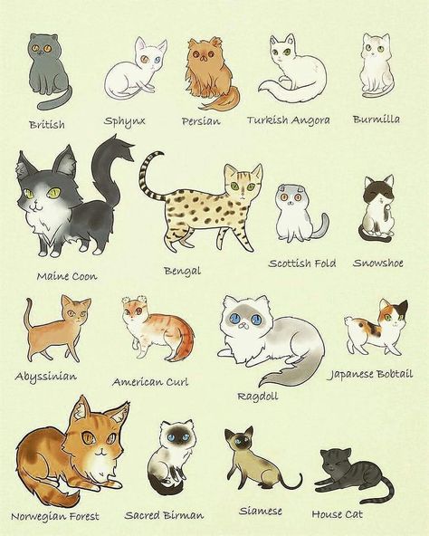 Paws My Love on Instagram: “What is your cat's breed?😻😻” All Cat Breeds, Birman Cat, Cat Post, Cat Eyes, Cat Aesthetic, Cute Cats And Kittens, Happy Cat, Pretty Cats, Cat Drawing