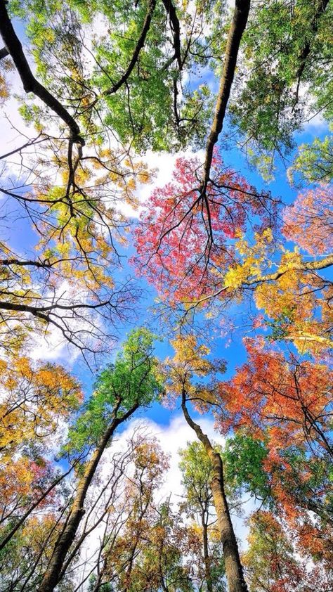 Heart In Nature, Image Nature, Colorful Trees, Beautiful Nature Wallpaper, Alam Yang Indah, Nature Aesthetic, Beautiful Tree, Nature Wallpaper, Amazing Nature