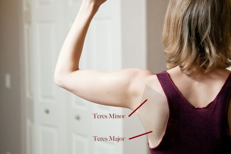 The teres major and minor muscles are tiny back muscles when compared with your latissimus dorsi -- and even smaller than your deltoids. These muscles originate on your shoulder blades then insert into your arm bones, or the humerus. Teres Major, Arm Bones, Latissimus Dorsi, Exercise Tips, Help Losing Weight, Back Muscles, Back Exercises, Shoulder Pain, Muscle Fitness