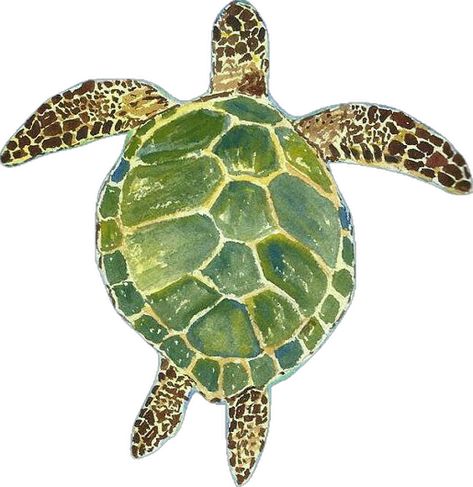 Painted Sea Turtle, Turtle Drawing Color, Sea Turtle Painting Acrylic Easy, Turtle Painting Acrylic, Sea Turtle Painting, Turtle Drawing, Green Sea Turtle, Turtle Painting, Turtle Art