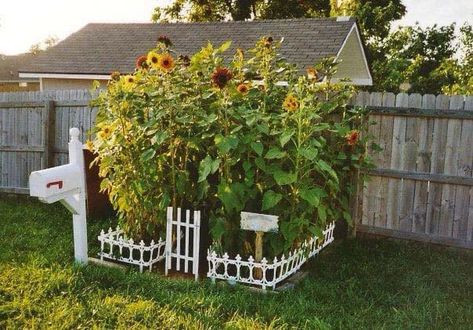 35+ Beautiful Sunflower Garden Ideas To Add Happy Vibes To Your Home | Decor Home Ideas Michigan Garden, Gardening Design Diy, Gardens Backyard, Sunflower House, Growing Sunflowers, Planting Sunflowers, Garden Shade, Shade Ideas, Pallet Fence