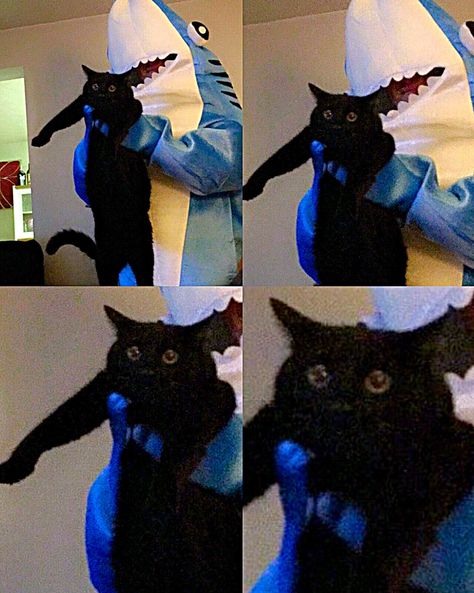 My cat loves my new party shark costume Cat Shark Costume, Shark Makeup, Cat Shark, Shark Costume, Shark Costumes, Cat Costumes, My Cat, Cat Love, Cool Cats