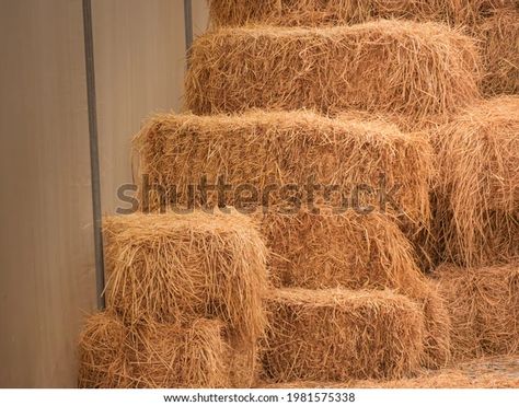 Haystack Bale Hay Group Agriculture Farm Stock Photo 1981575338 | Shutterstock Bale Of Hay, Seasons Changing, Alfalfa Hay, Grass Hay, Bermuda Grass, Agriculture Farming, Hay Bales, Animal Nutrition, Horse Care