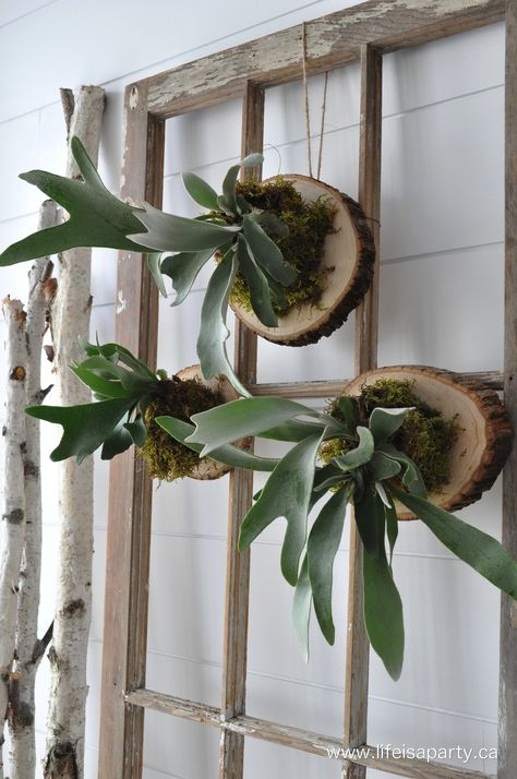 Fern Centerpiece Wedding, Fern Wedding Decor, Mounted Staghorn Fern, Stag Horn Fern, Staghorn Fern Mount, Fern Centerpiece, Hanging Ferns, Ferns Care, Plants Hanging