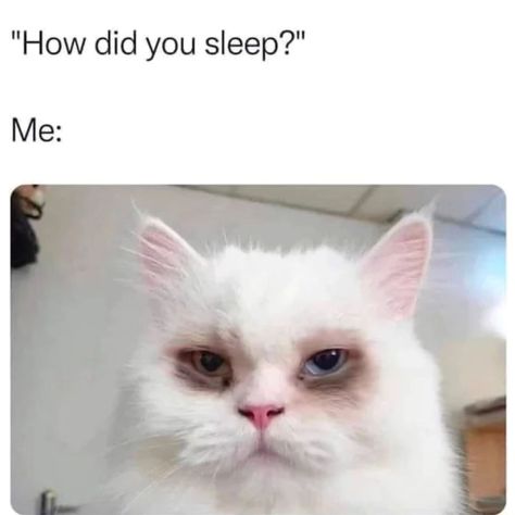 Very epyyy😪 #sleep #sleeping #sleepingcat #funnymemes #funny #funnyvideos #memesdaily #memepage Sleep Meme, Cute Cat Memes, Cheezburger Cat, No Lie, Parenting Fail, Funny Times, Funniest Memes, Work Memes, Funny Cat Memes