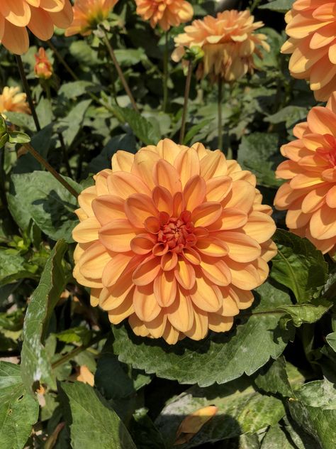 #flowers #dahlia #aesthetic #summerstyle #pretty #plants #aesthetic Dahlias Aesthetic, Dahlia Flower Aesthetic, Dahlia Aesthetic, Daliah Flower, Dahlia Orange, Dalia Flower, Plants Aesthetic, Cut Flower Garden, Nothing But Flowers