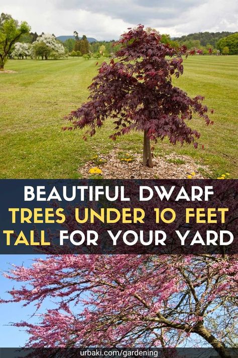 If you have a small patio, large sugar maple or towering oak will not fit. Fortunately, there are many small trees that can be planted in your yard or garden. In fact, many trees were grown for smaller spaces. When buying, check the estimated heights of the trees and look for shorter varieties. Those with the word "dwarf" in their names tend to be shorter, like weeping trees or trees with fallen branches. And always make sure it can withstand winters in your USDA hardiness zone. After that... Small Flowering Trees Front Yards, Small Tree Landscaping Ideas, Small Maple Trees, Small Trees To Plant Near House, Small Trees For Landscaping Full Sun, Small Trees For Landscaping Front Yards, Taller Trees For Backyard, Small Patio Trees, Best Small Trees For Front Yard