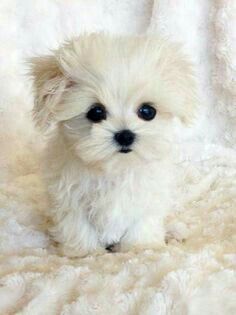 Perro Shih Tzu, Teacup Cats, Cute Teacup Puppies, Teacup Maltese, Puppies Cute, Cute French Bulldog, Maltese Puppy, Maltese Dogs, Teacup Puppies