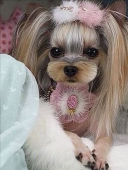 Yorkie Haircut, Yorkie Hairstyles, Biewer Yorkshire, Yorkie Haircuts, Yorkshire Terrier Haircut, Morkie Puppies, Cute Teacup Puppies, Cute Small Dogs, Yorkie Terrier