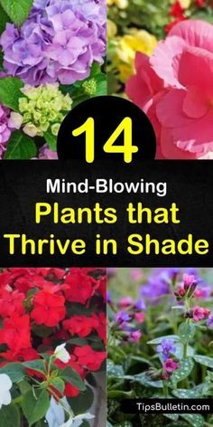 Looking to spruce up those shady areas areas with something besides hosta? Let us show you the best plants for full shade, as well as those that thrive in partial shade. From hardy evergreens to colorful coral bells, we show you what works best. #shade #plants #shadeplants #plantsforshade Outdoor Plants For Shaded Porch, Gardens For Shaded Areas, Shady Evergreen Plants, Planting In Shaded Areas, Evergreens For Shaded Areas, Plants For The Shade Backyards, Flowers For Shady Areas, Garden Ideas Shaded Area, Shade Loving Plants For Containers