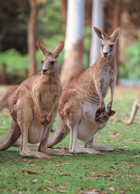 Kangaroos on Ground. Details , #Affiliate, #Kangaroos, #Ground, #Details #ad Regnul Animal, Australia Animals, Australian Wildlife, Interesting Animals, Australian Animals, Wildlife Animals, Animals Of The World, Unique Animals, Animal Tattoos