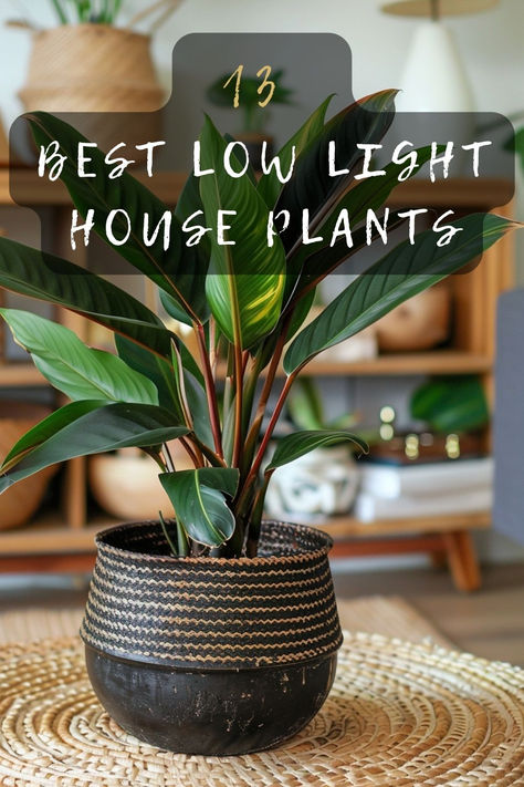 Looking for house plants that thrive in low light? Discover 13 plant options perfect for dim spaces. From ferns to ivy, find the best plants to brighten up your home. Click to explore! 🌿🏡 #LowLightPlants #IndoorGardening #HousePlants #PlantLovers #GreenLiving House Plants For Dark Rooms, Where To Place Plants In Your Home, Best Indoor Plants For Low Light, Plants For Dark Rooms, Low Light Plants Indoor, House Plants Ideas, Scandi Hallway, Low Light Houseplants, Plant Jungle