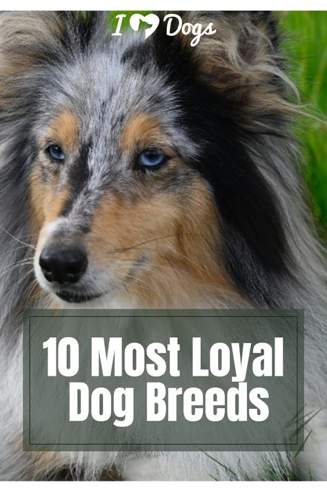 10 Most Loyal Dog Breeds Loyal Dog Breeds, Loyal Dogs, Dog Items, I Love Dogs, Make Me Smile, Dog Breeds, Dog Lovers, Best Friends, Dogs