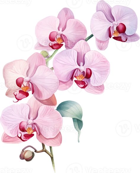 Orchid Drawing, Scrapbook Images, Pink Orchids, Watercolor Images, Beautiful Orchids, Botanical Painting, Flower Clipart, Orchid Flower, Floral Wall Art