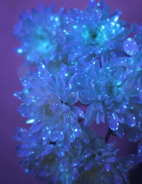 Flower Science Experiment for Kids:  DIY Glowing Flowers from Fun at Home with Kids soaked upside down in tonic water Flower Science Experiment, Flower Science, Science Diy, Science Experiment For Kids, Experiment For Kids, Glowing Flowers, Diy Glow, Kid Experiments, Diy Science