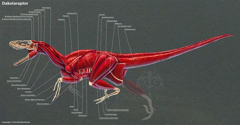 Muscle Study, Dragon Anatomy, Muscle Anatomy, Dinosaur Skeleton, Paleo Art, Anatomy Study, White Pen, Extinct Animals, Jurassic Park World