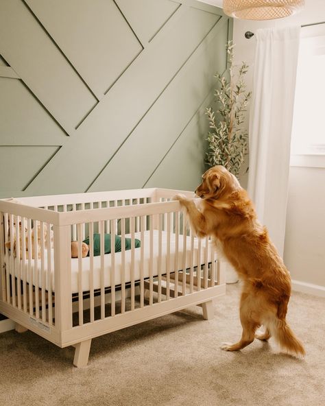 Golden Retriever Nursery Ideas, Golden Retriever Themed Nursery, Golden Retriever Baby Shower Theme, Golden Retriever Nursery Theme, Dog Theme Nursery, Golden Retriever Newborn, Golden Nursery, Newborn With Dog, Golden Retriever Nursery