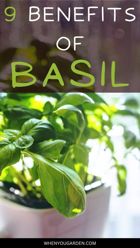 Health Benefits Of Basil, Benefits Of Basil Tea, Basil Benefits, Benefits Of Basil, Basil Health Benefits, Basil Tea, Watermelon Health Benefits, Raw Garlic, Holistic Approach To Health