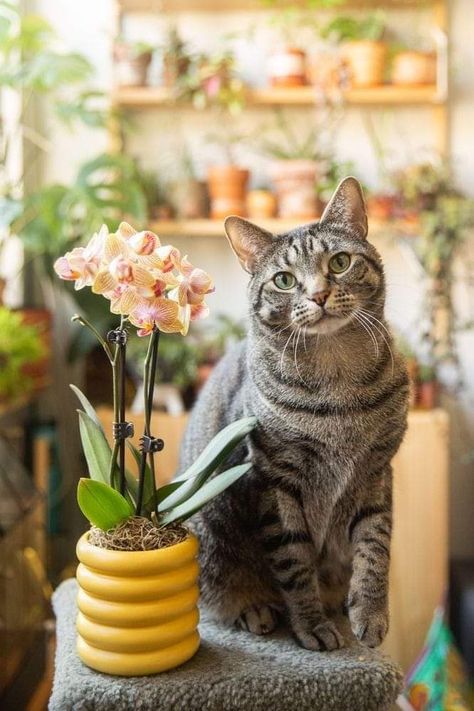 Cat And Plants, Home Nature, Love Of Life, Cat Plants, Curious Cat, Cat Photography, Concrete Jungle, Plant Collection, Cat Cat