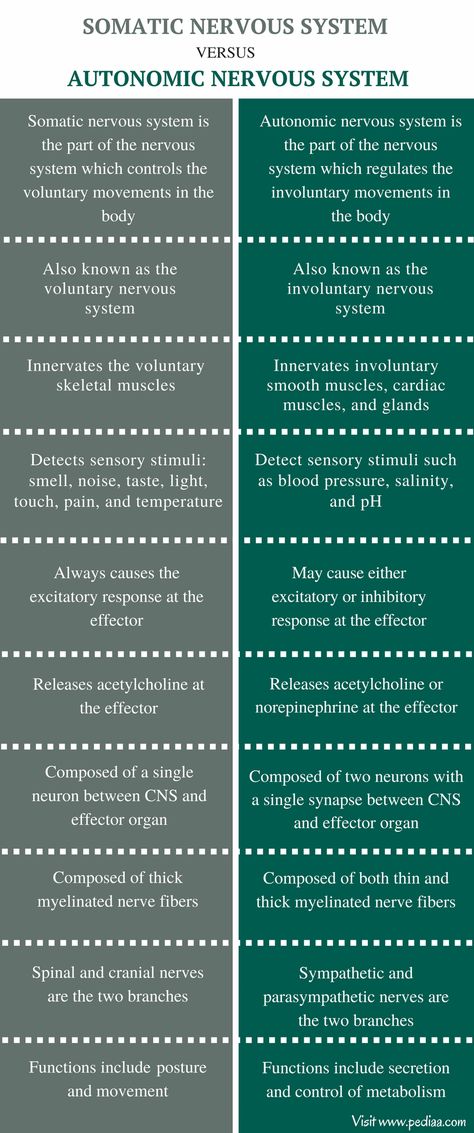 Difference Between Somatic and Autonomic Nervous System - Comparison Summary Somatic Nervous System, Nervous System Anatomy, Nitrogen Cycle, Carbon Cycle, Peripheral Nervous System, Nursing School Survival, Biology Lessons, Nursing School Studying, Medical School Studying